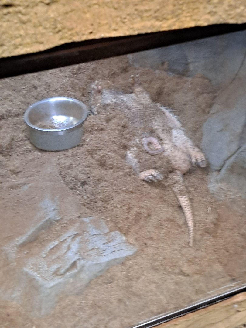 The weird snooze position of clearly male Six-Banded Armadillo (11/14/24)