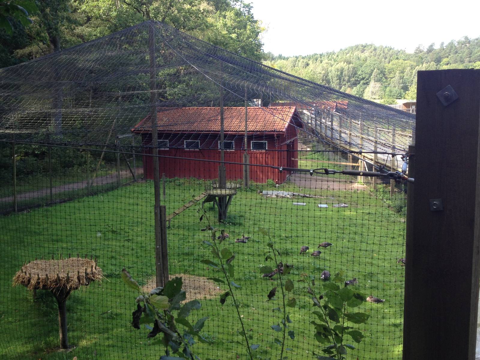 The Wetland - Aviary for Lesser white-fronted goose and Red-breasted goose