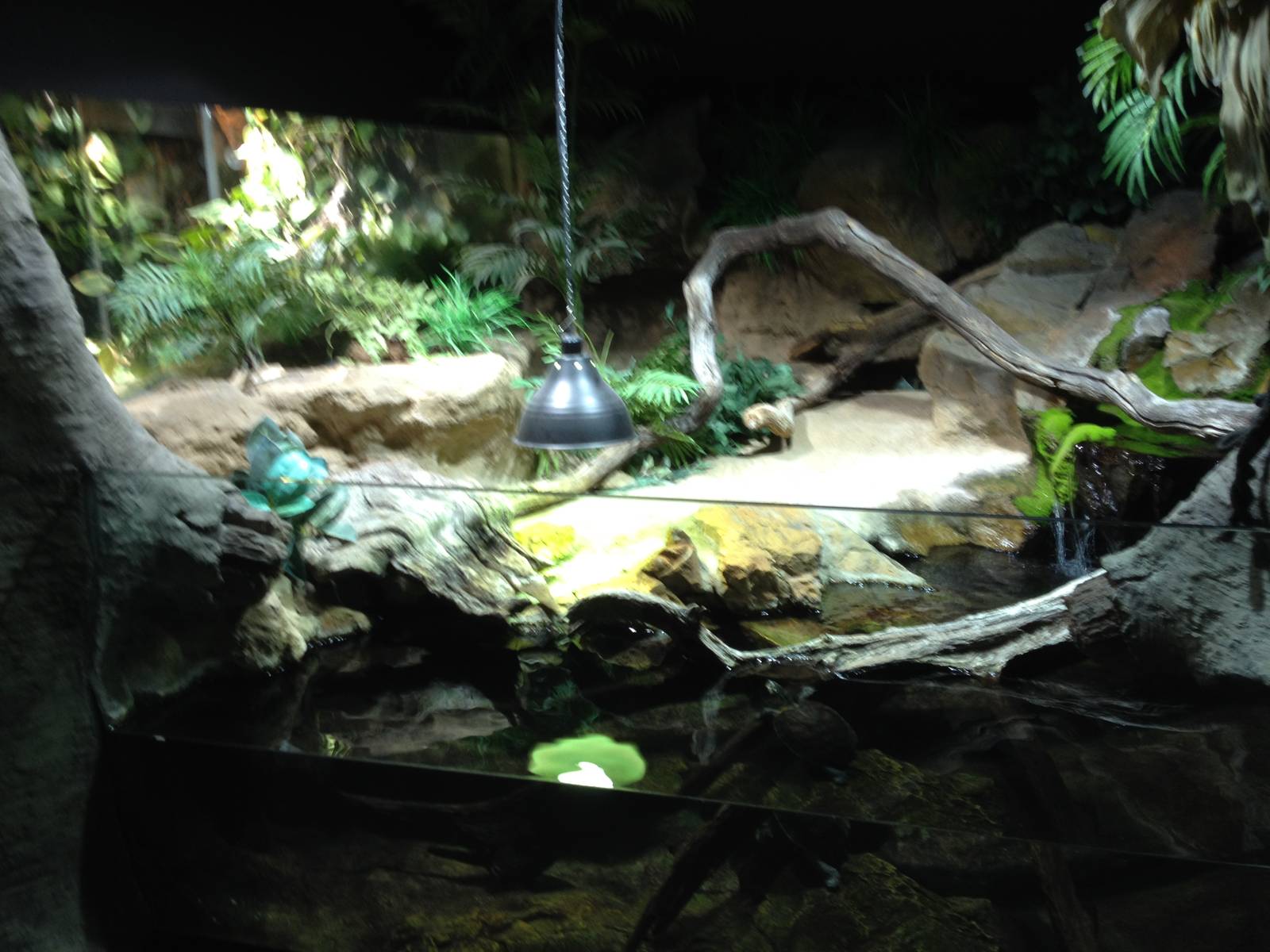 The Wetland - Building: Annam leaf turtle exhibit