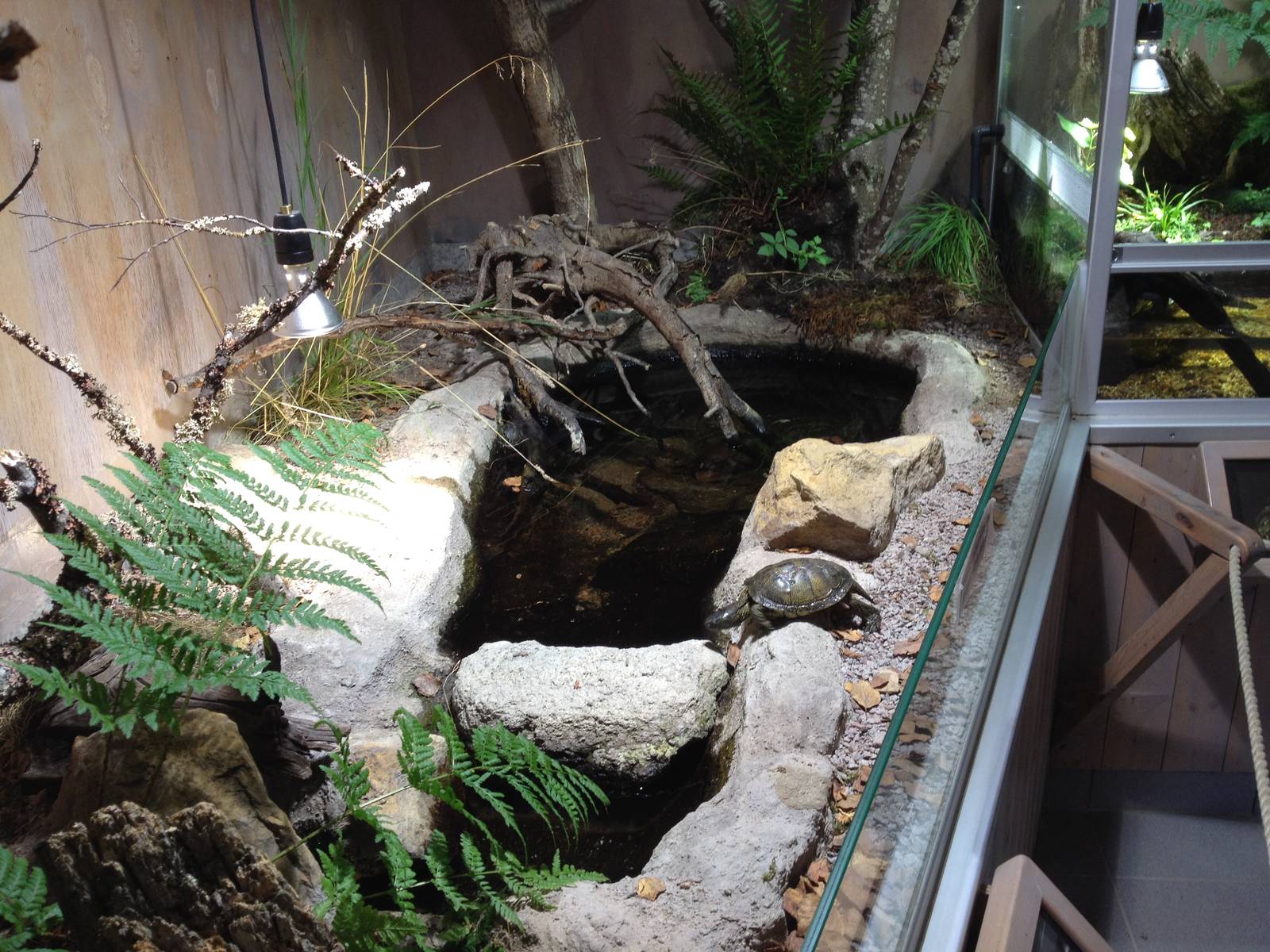 The Wetland - Building: European pond turtle exhibit