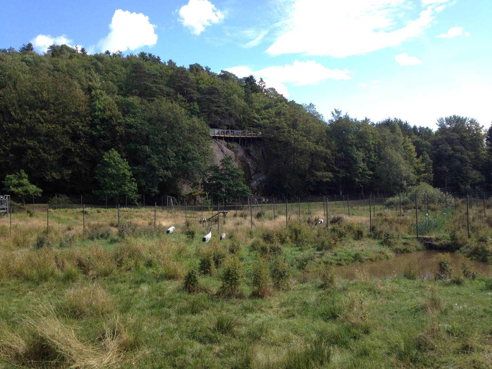 The Wetland - Crane field