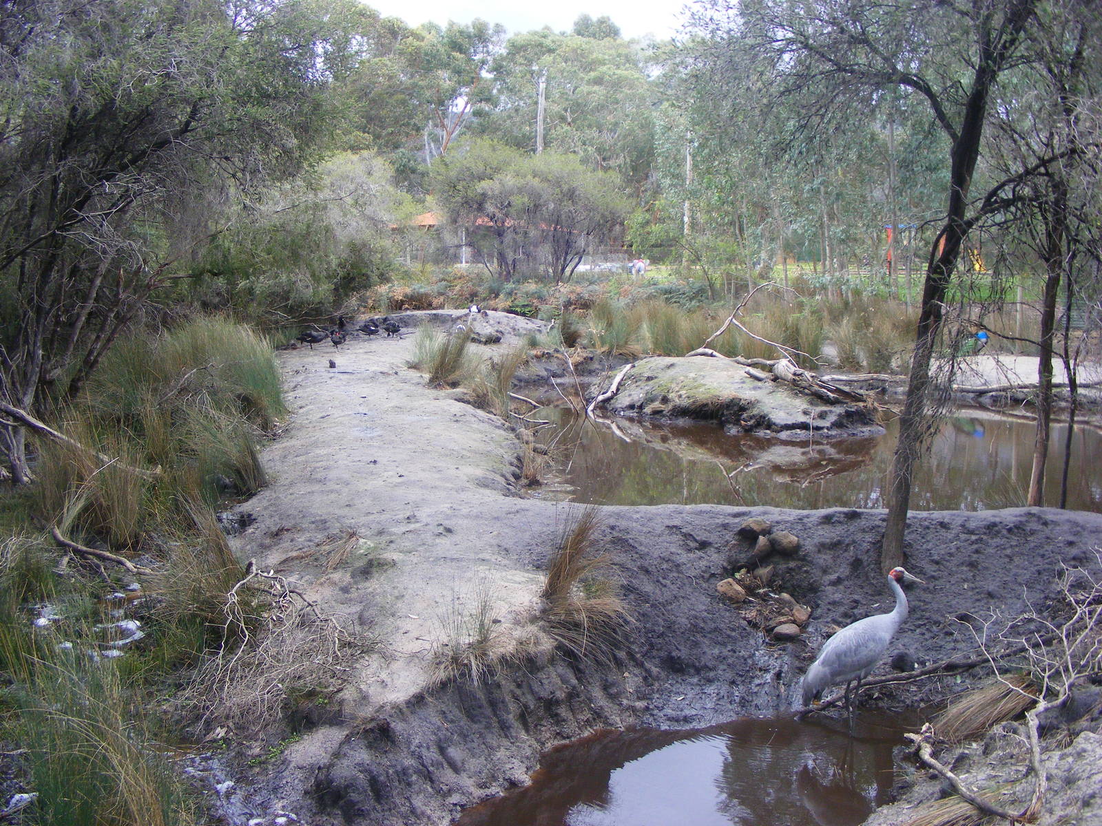 The Wetlands Exhibit - September, 2009