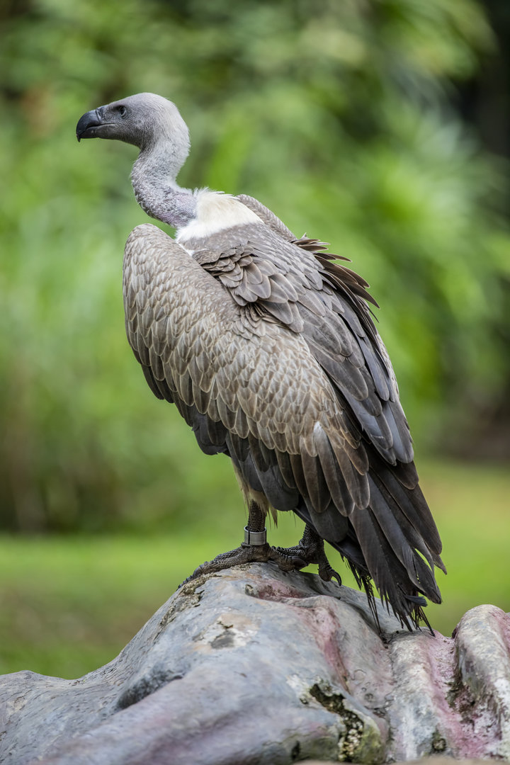 The white-backed vulture (Gyps africanus)