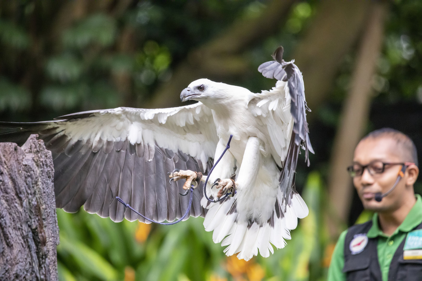 The white-bellied sea eagle (Haliaeetus leucogaster)