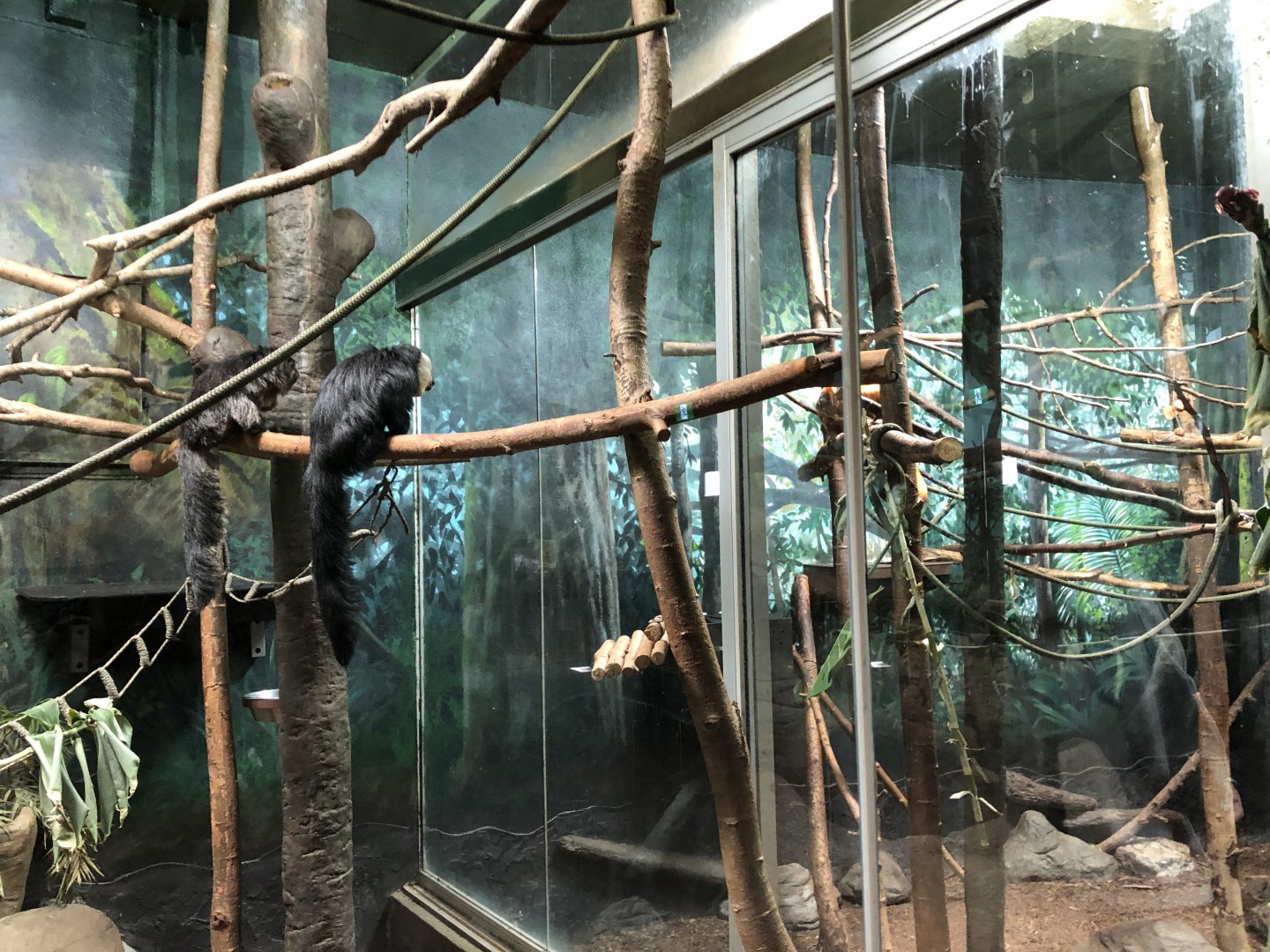 The White-Faced Sakis watching their Neighbours