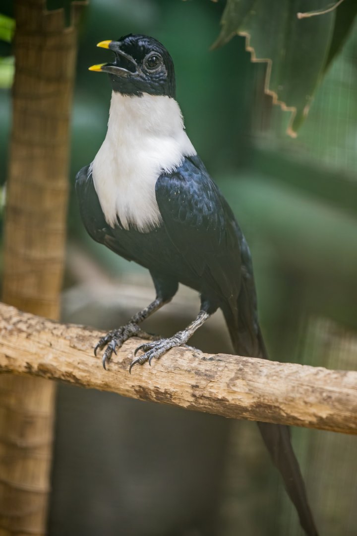 The white-necked myna (Streptocitta albicollis)