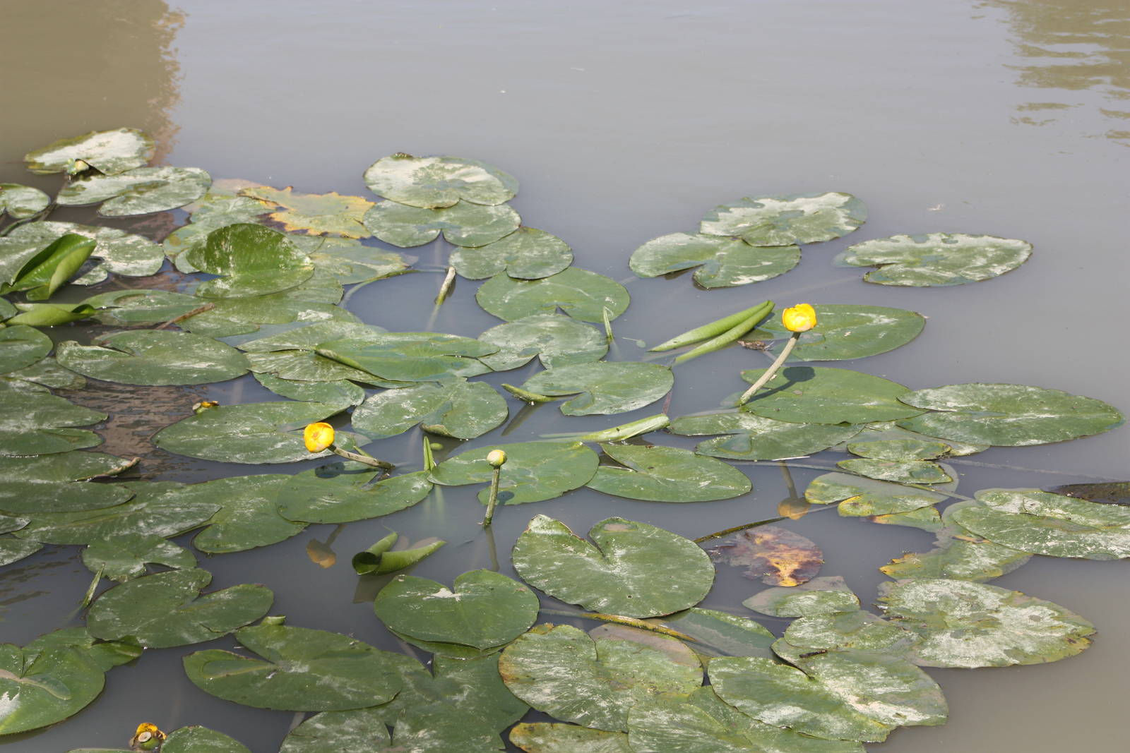 The White Stork Lake is looking well, 4th August 2014