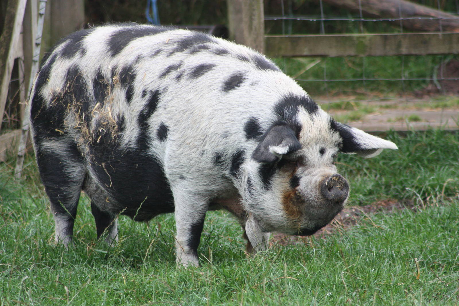 The whole animal emerges, 6th September 2014