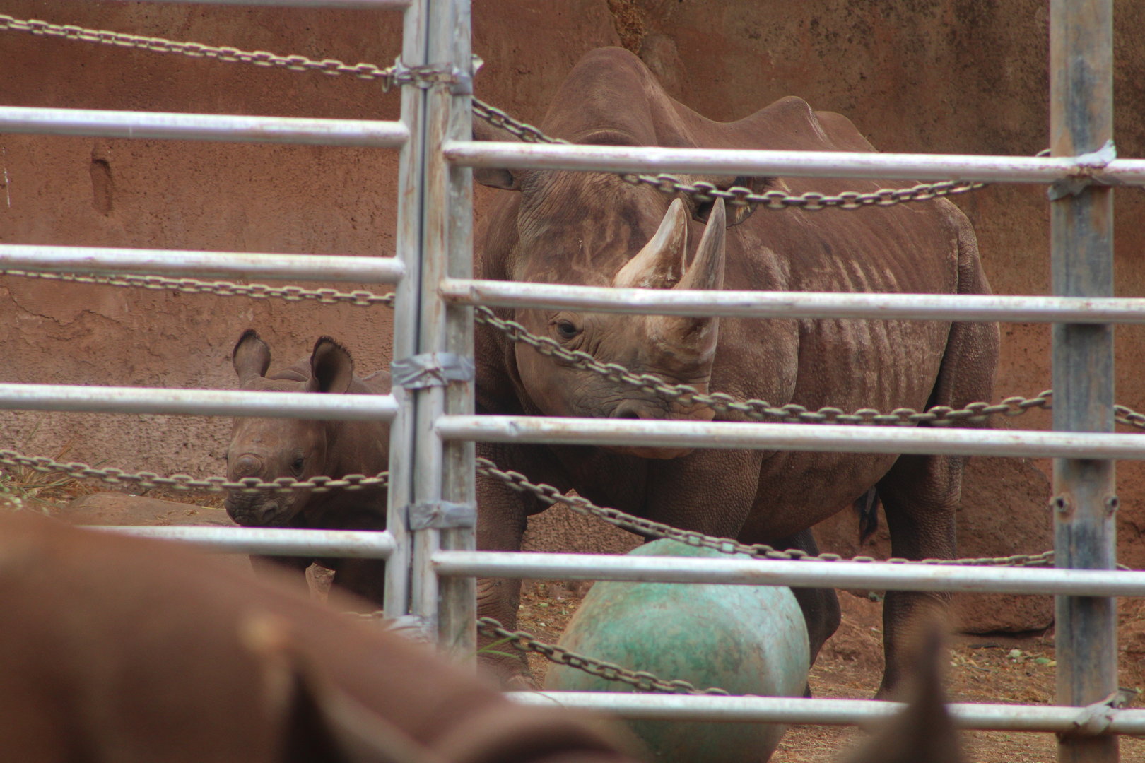 The whole family (D. b. michaeli)