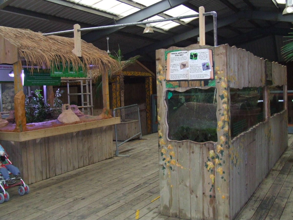 The whole Leafcutter ant exhibit