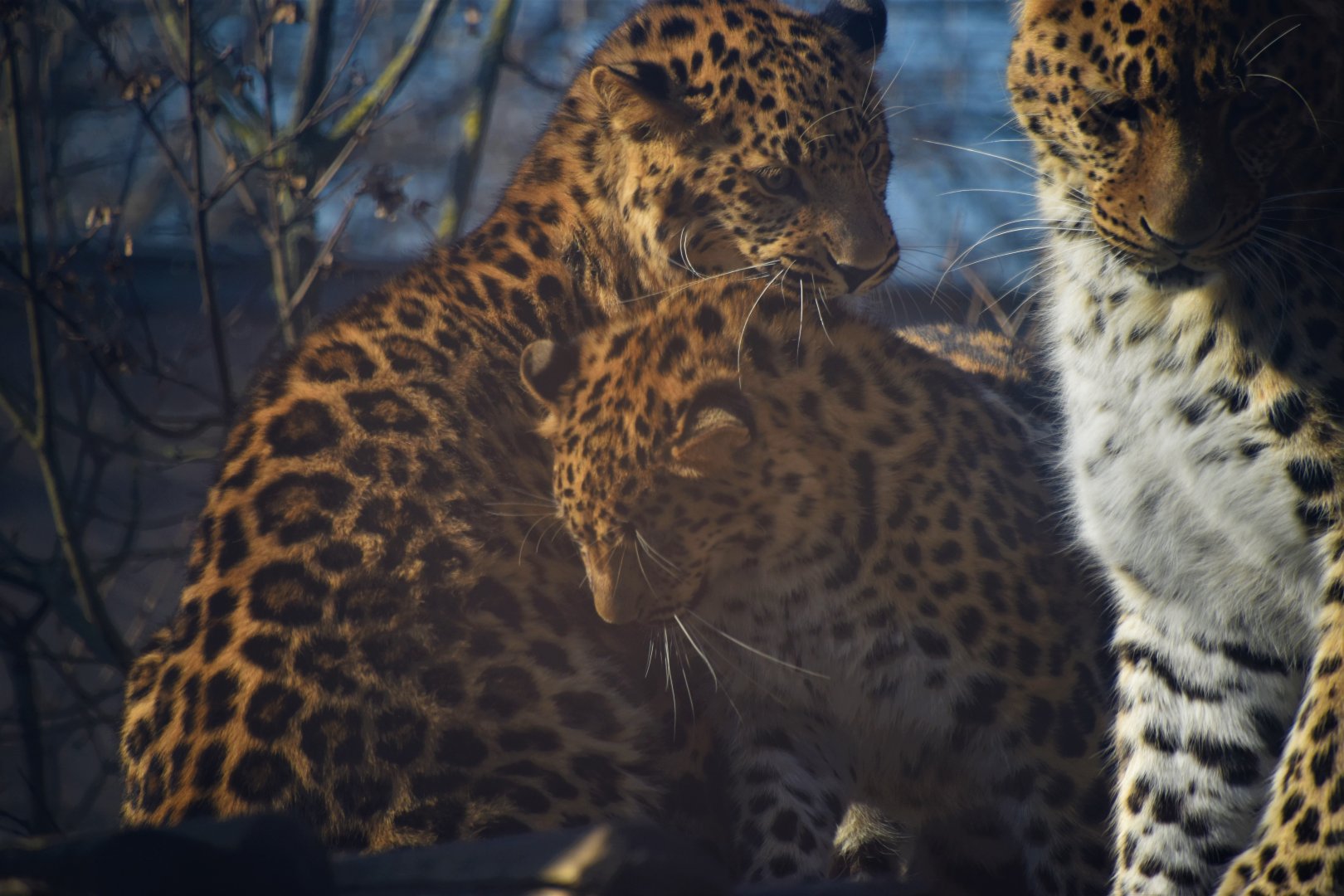 The whole leopard family except dad