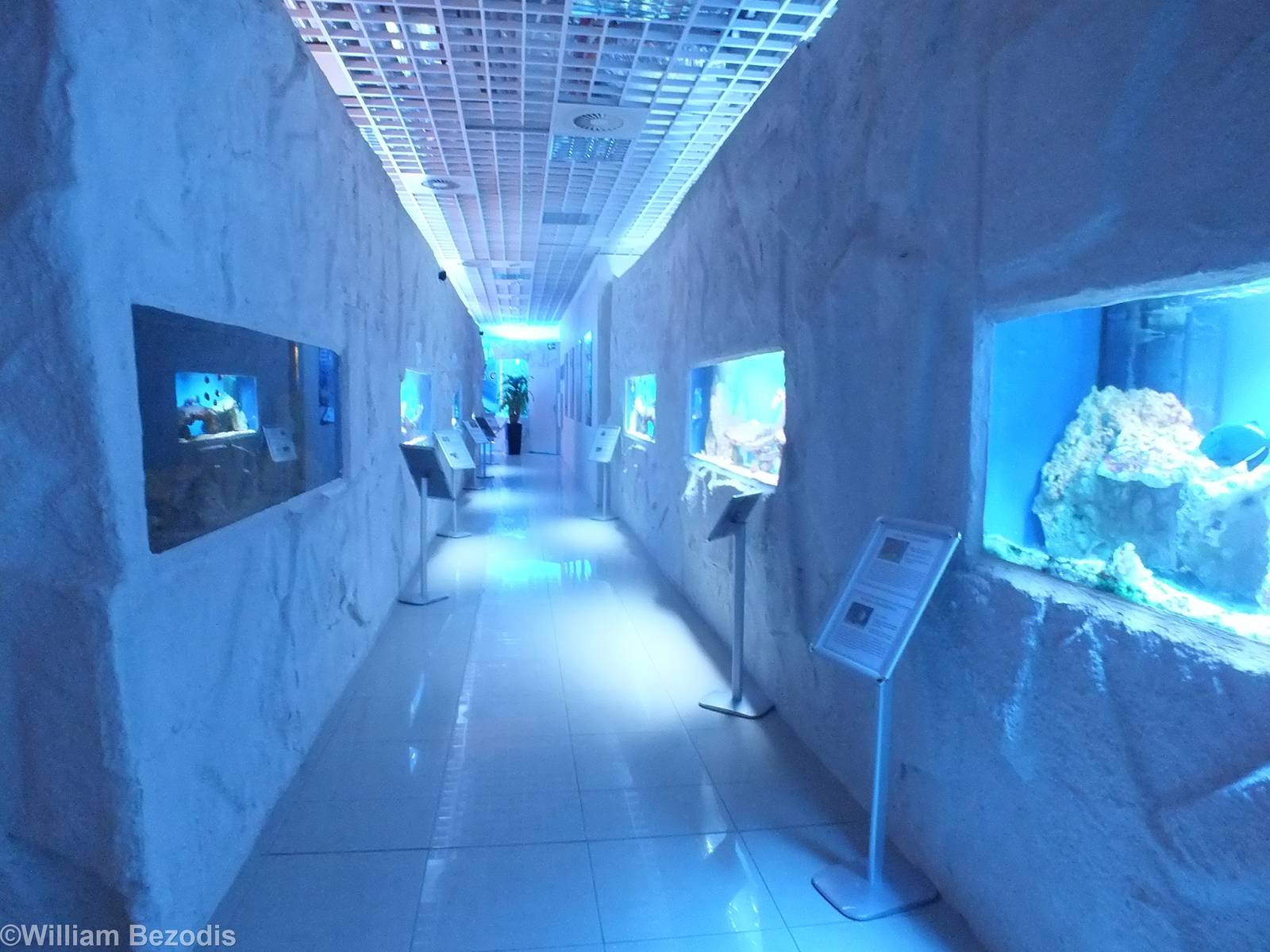 The Whole of the Saltwater Section