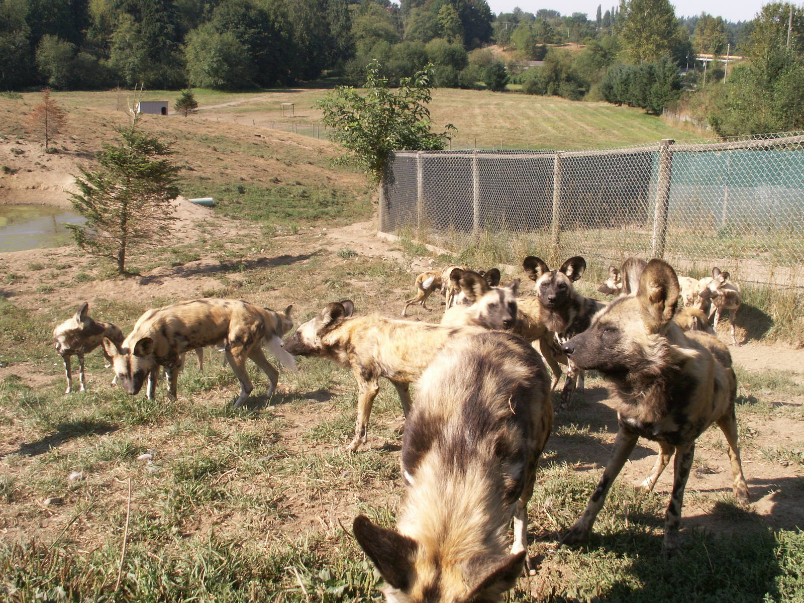 The wild african dogs feeding
