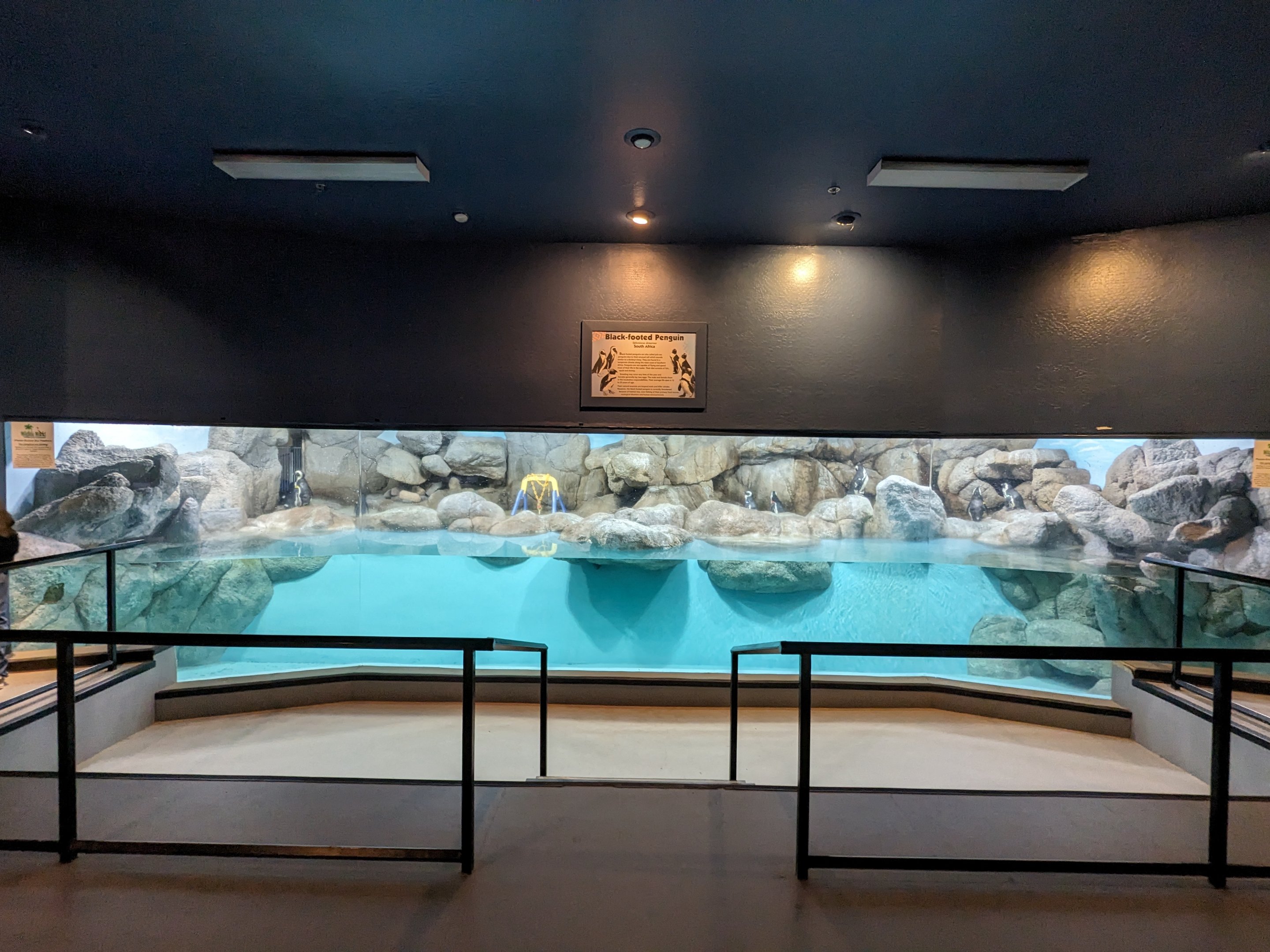 The Wild and the Wonderful Building - African penguins