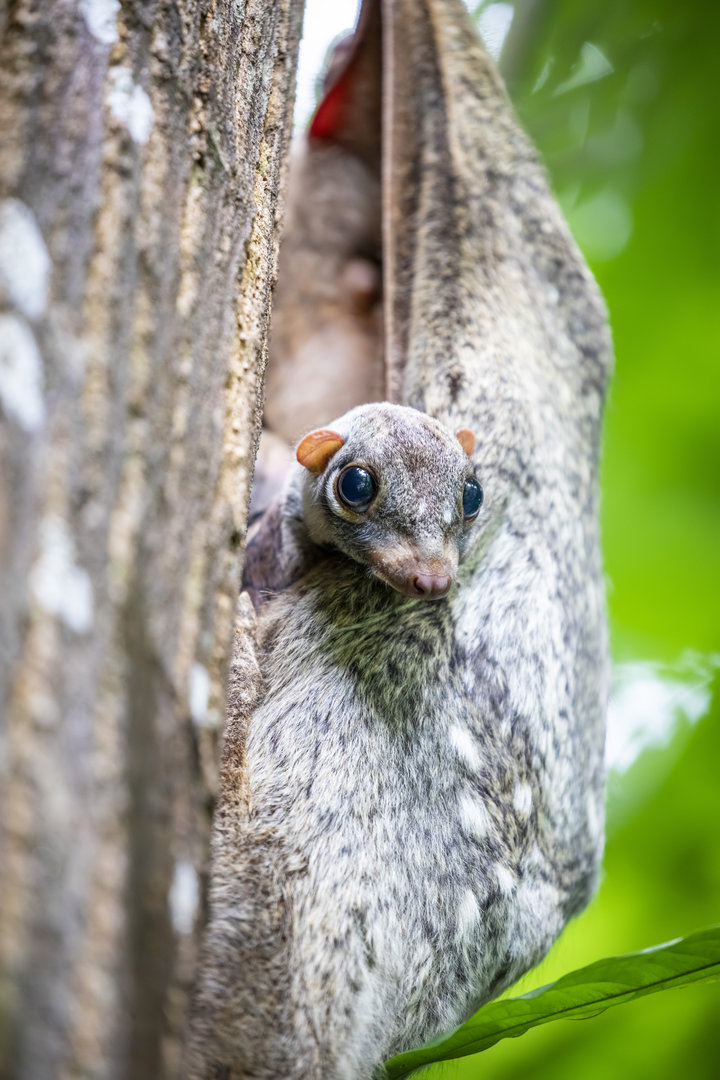 The wild baby Sunda flying lemur (Galeopterus variegatus)