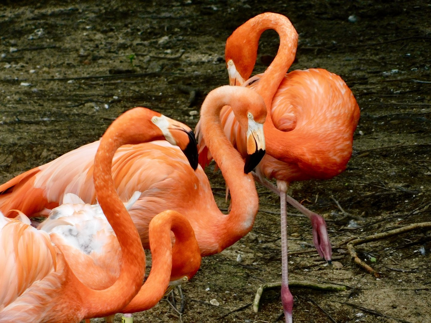 The Wild- Caribbean Flamingo