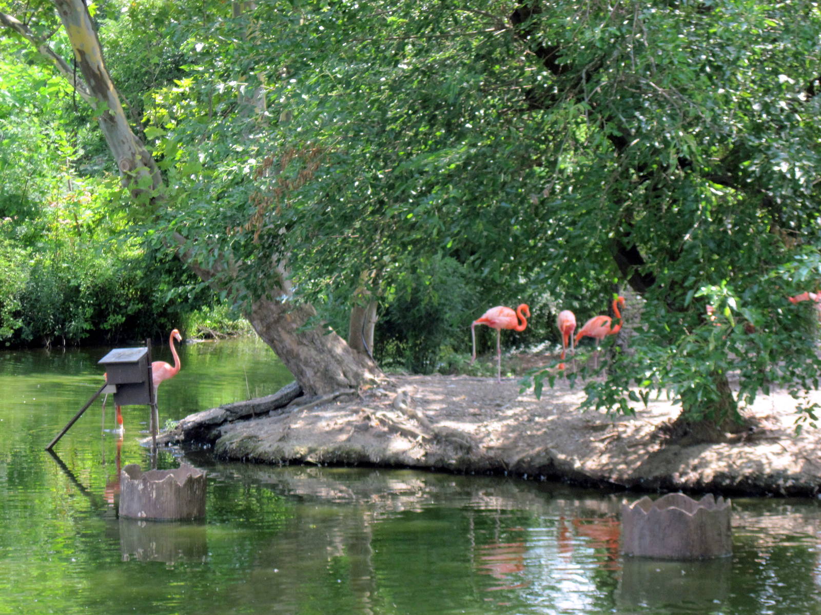 The Wild-Caribbean Flamingos