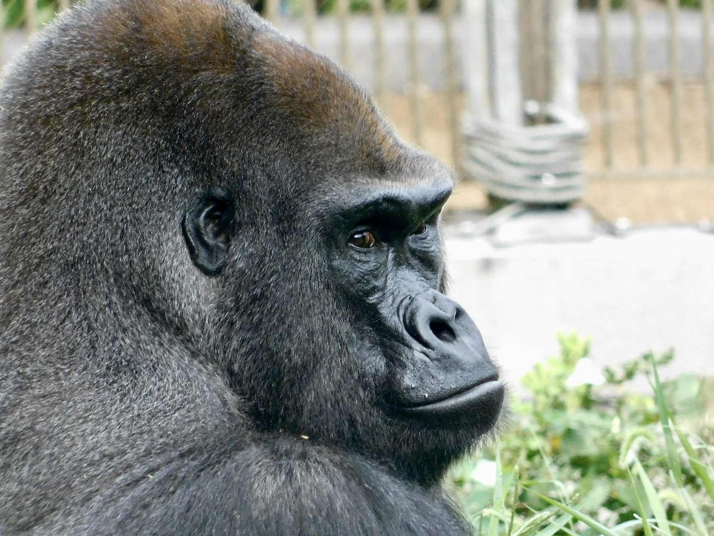 The Wild- Lowland Gorilla