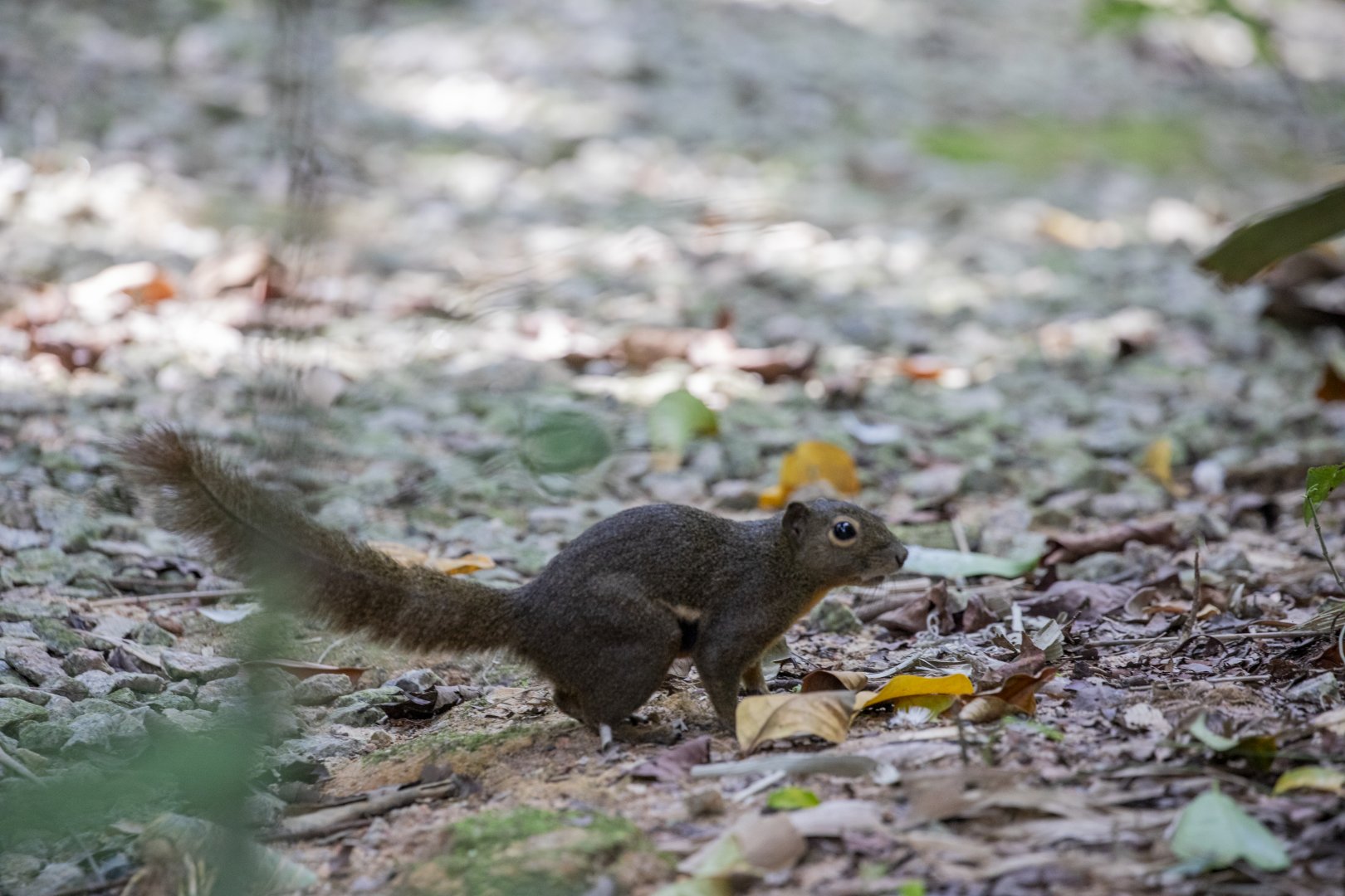 The wild plantain squirrel (Callosciurus notatus)