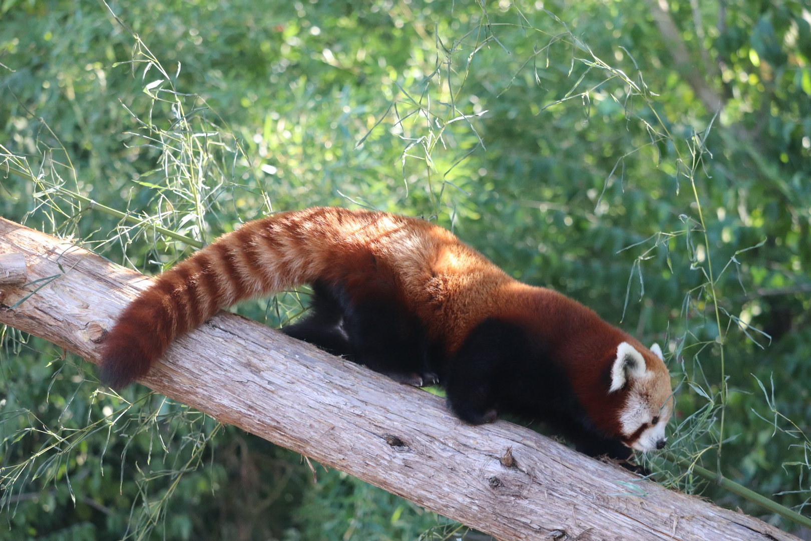 The Wild - Red Panda