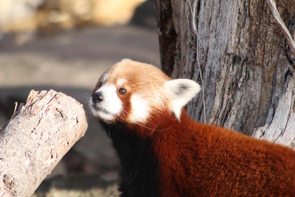 The Wild - Red Panda