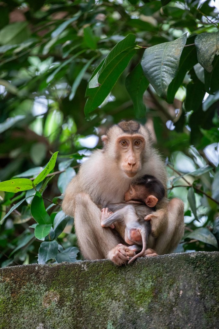 The wild Southern Pig-tailed Macaque (Macaca nemestrina)