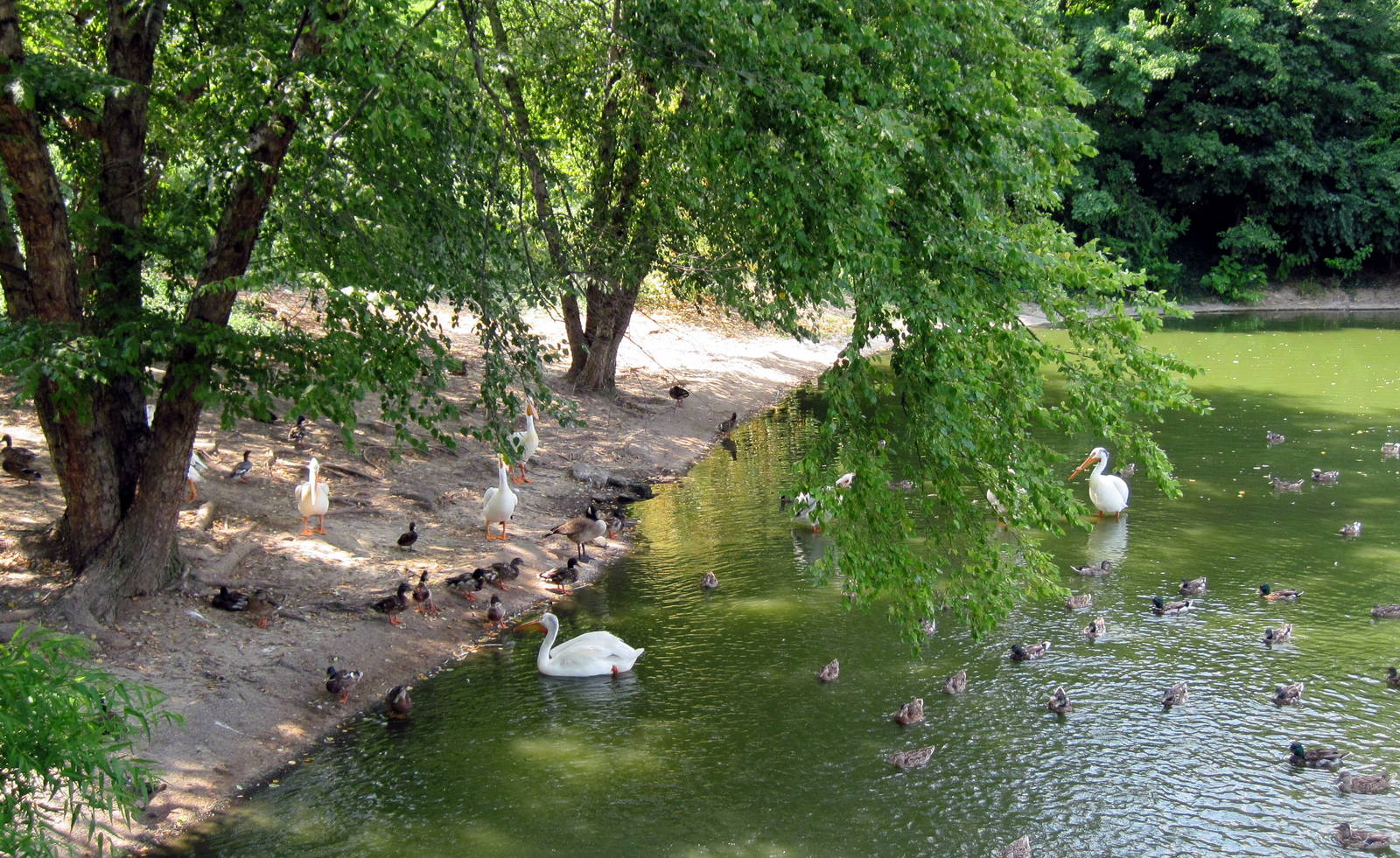 The Wild-White Pelicans
