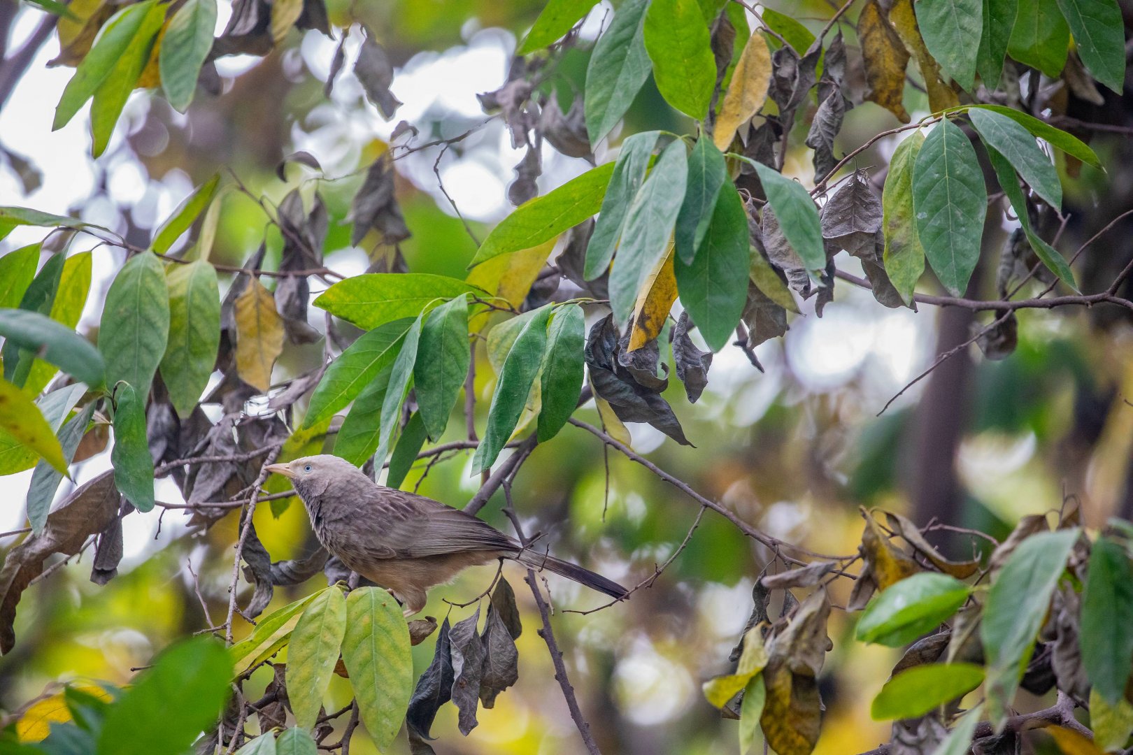 The wild yellow-billed babbler (Argya affinis)