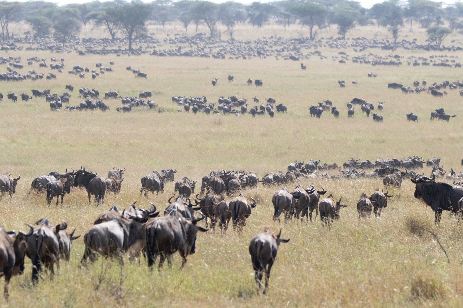 The Wildebeest Migration