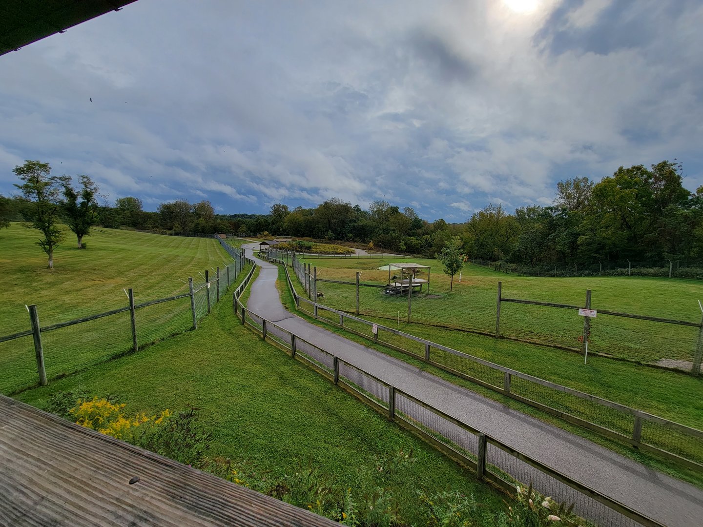 The Wilds - African Wild Dog yard