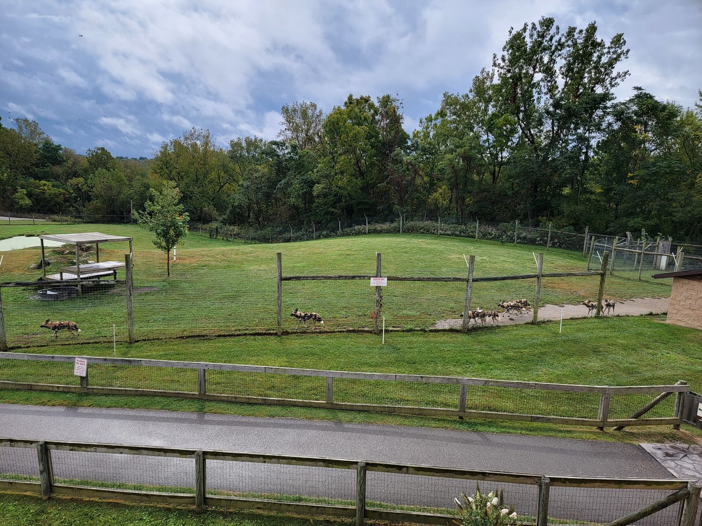 The Wilds - African Wild Dog yard