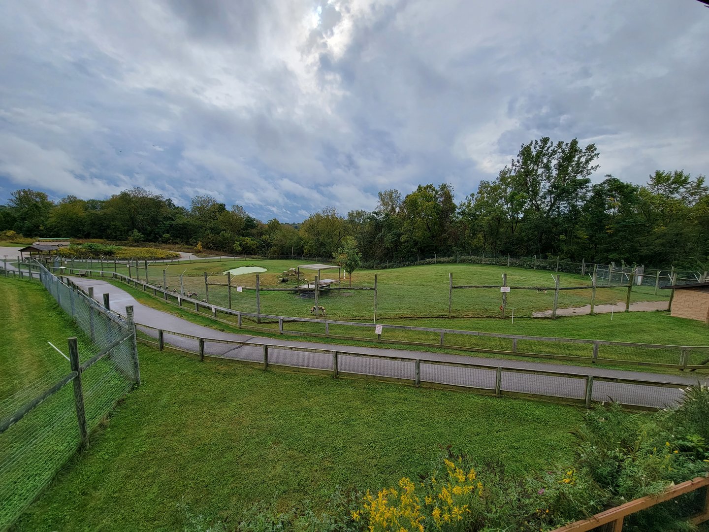 The Wilds - African Wild Dog yard