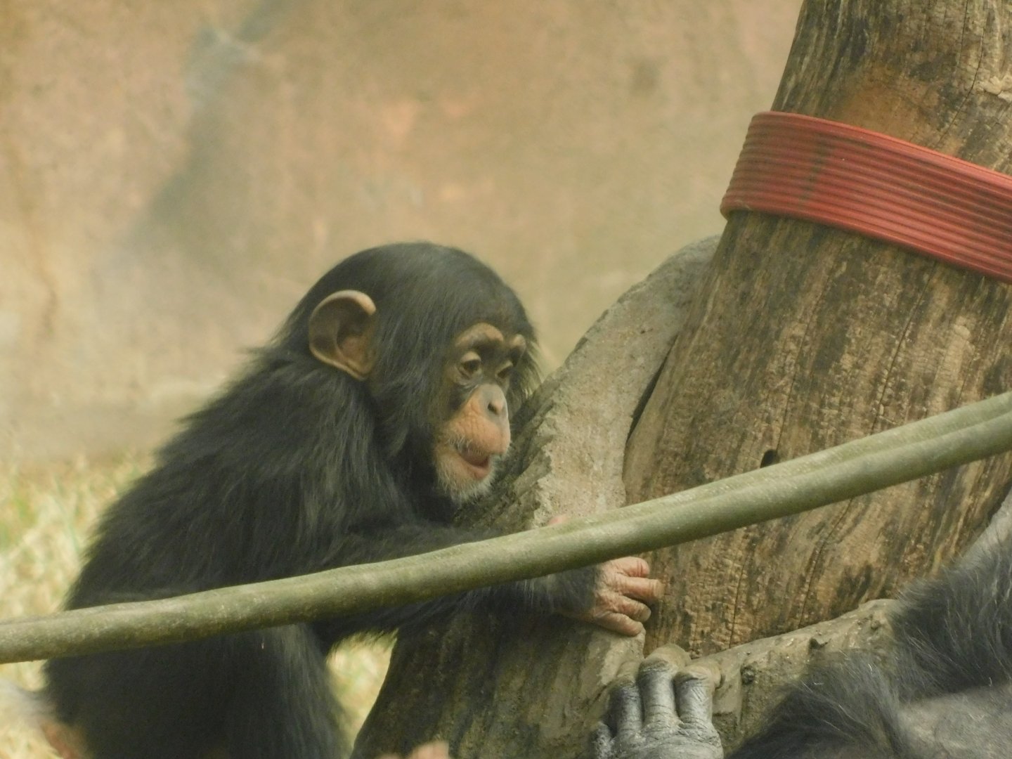 The Wilds- Baby Raven- March 4, 2022