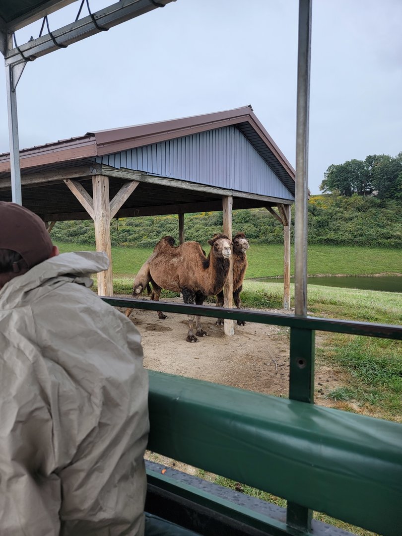The Wilds - Bactrian camels