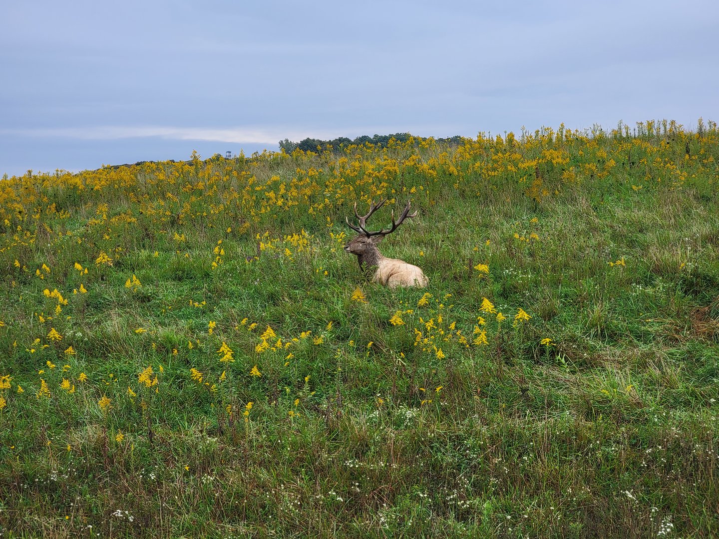 The Wilds - Bactrian deer