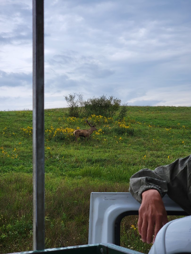 The Wilds - Bactrian deer