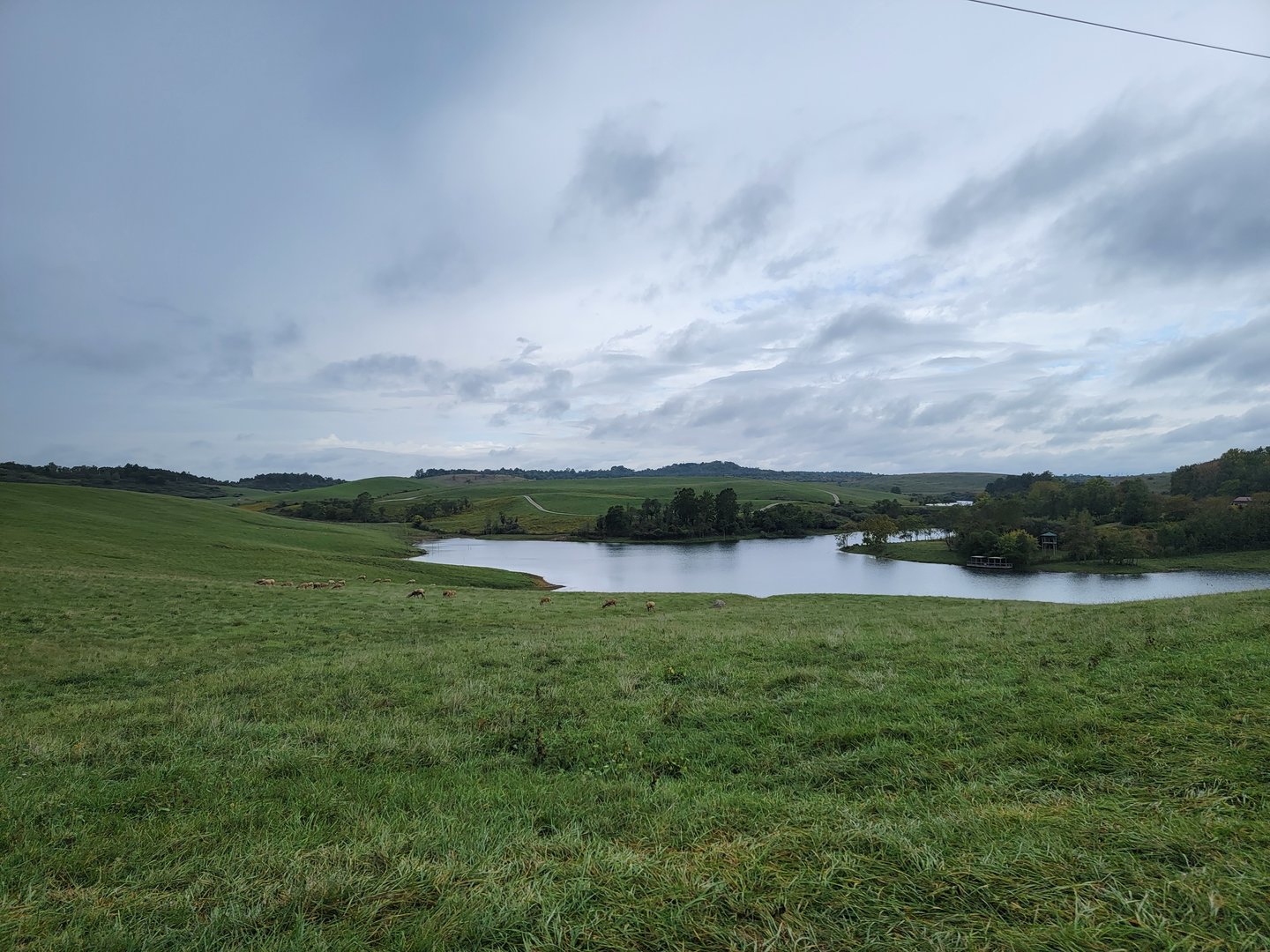 The Wilds - Bactrian deer