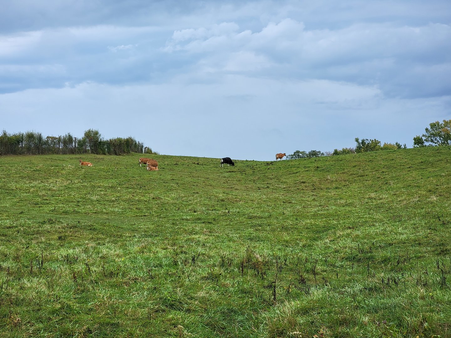 The Wilds - Banteng up on a hill