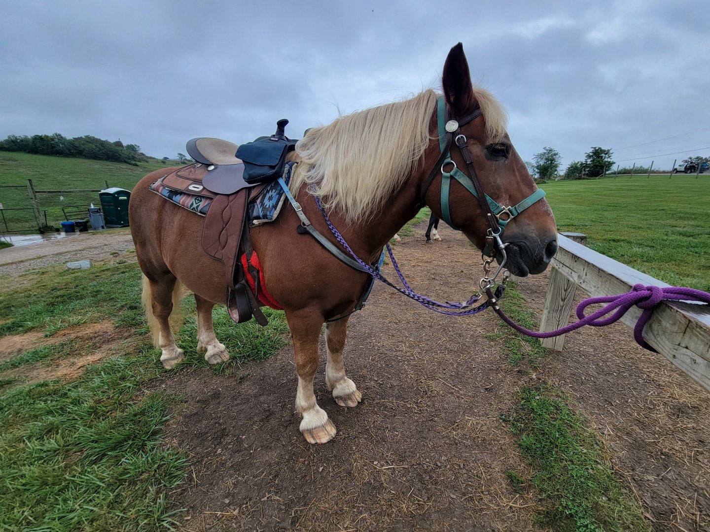 The Wilds - Barney, my horse :)