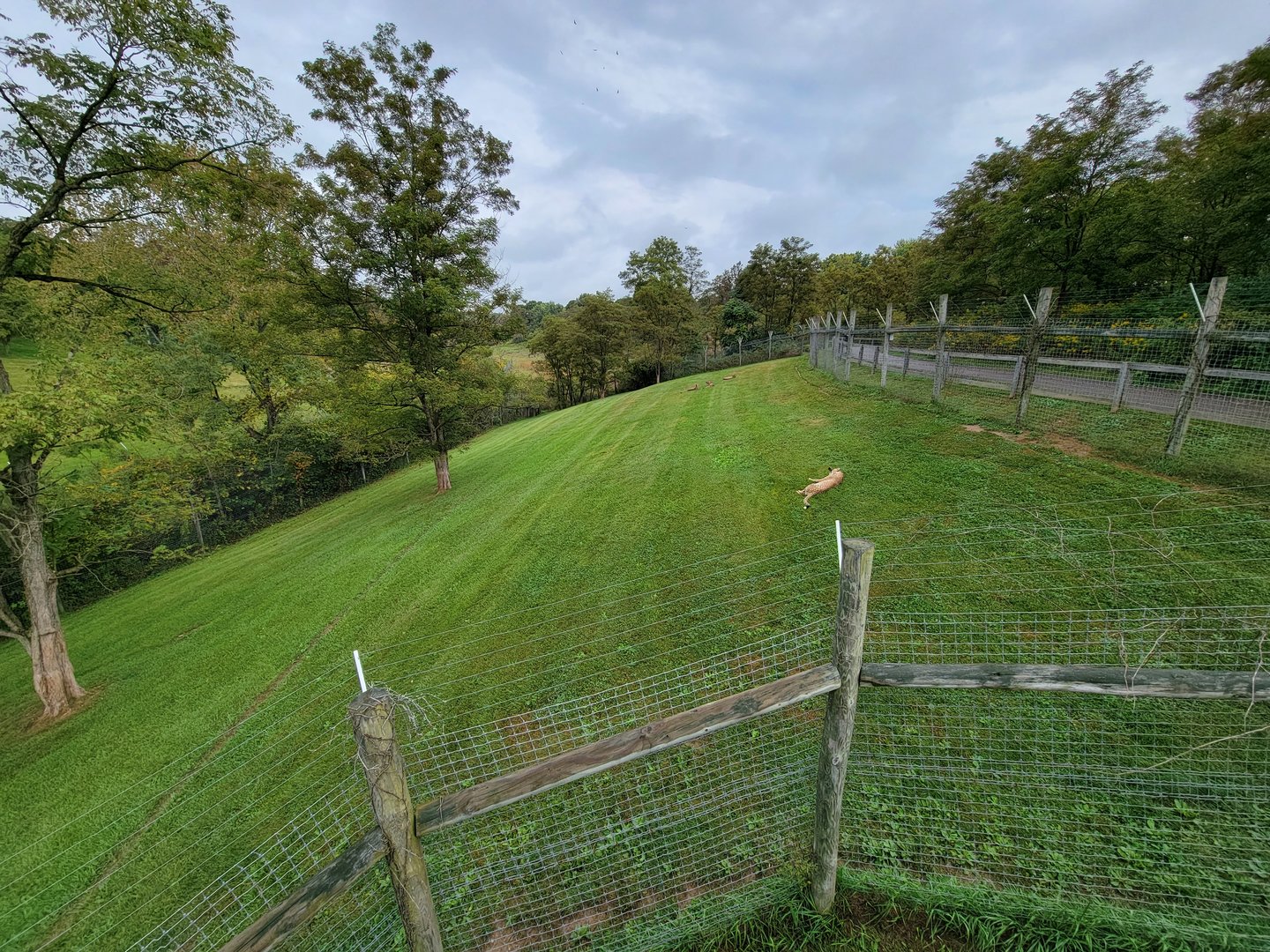 The Wilds - Cheetah yard #1, far end