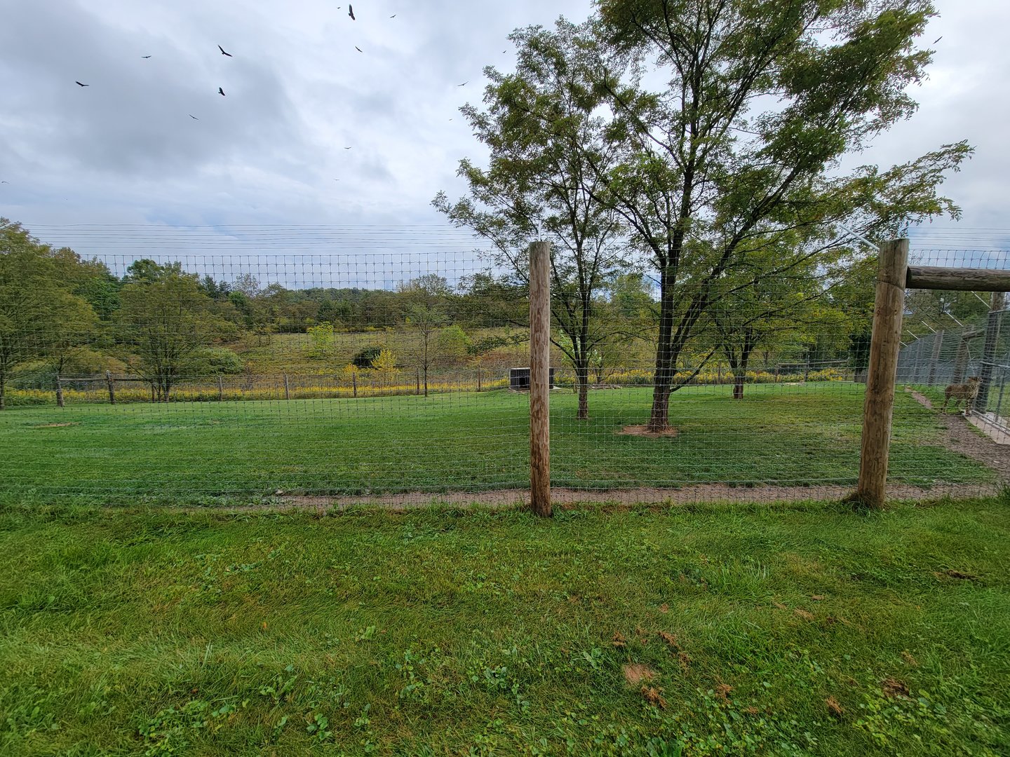 The Wilds - Cheetah yard #3