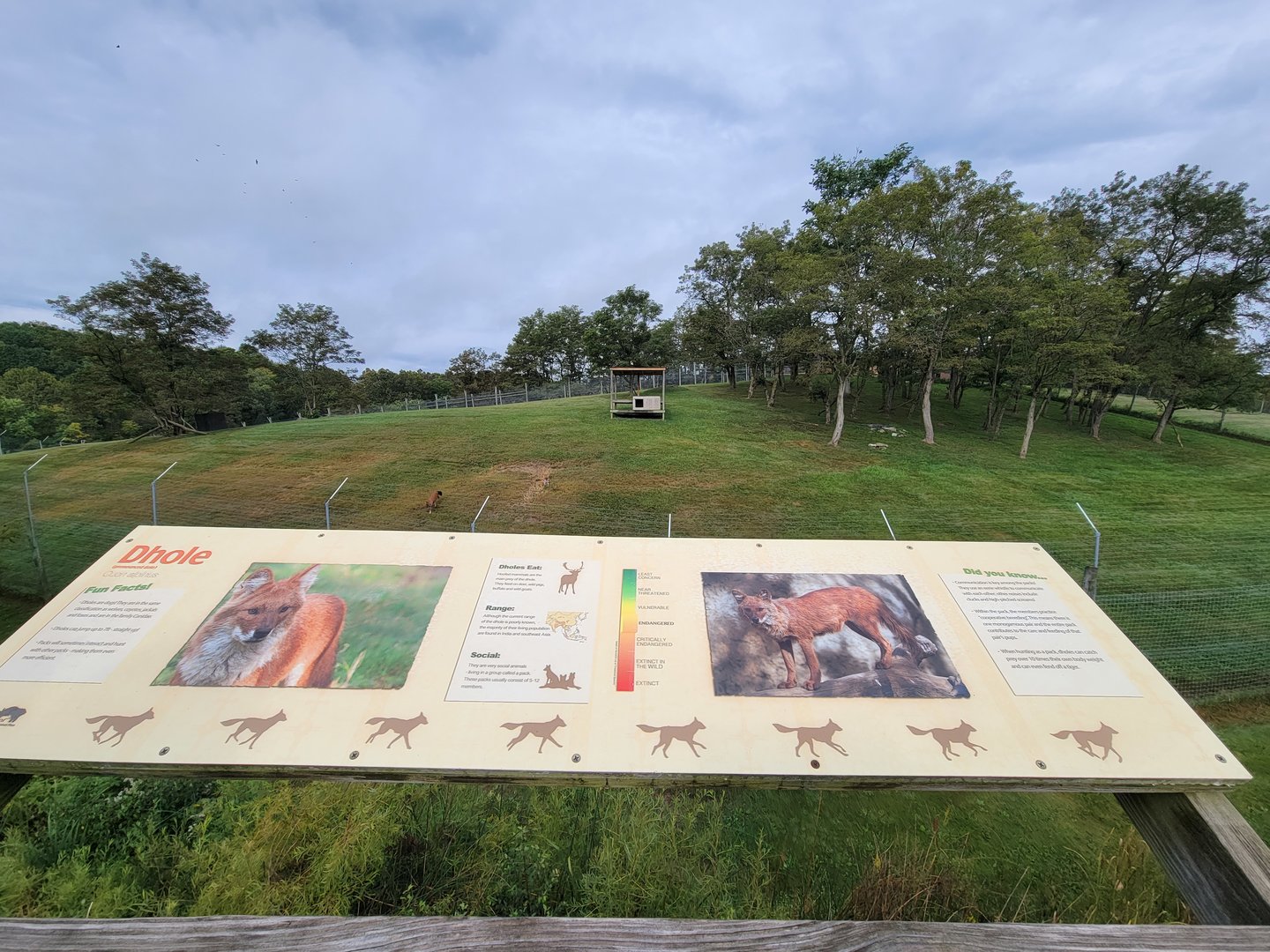 The Wilds - Dhole yard #1, home to the 5 siblings