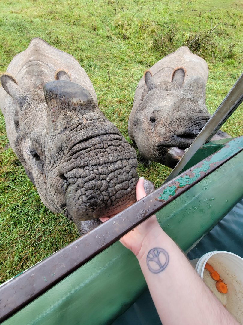 The Wilds - Feeding Indian rhinos