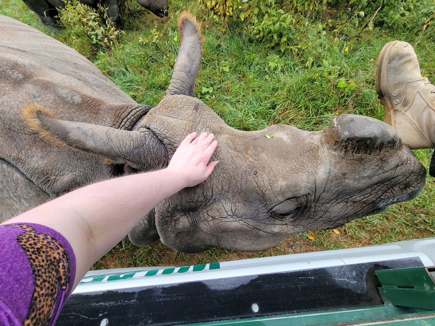The Wilds - Giving Sonya the Indian rhino a scratch