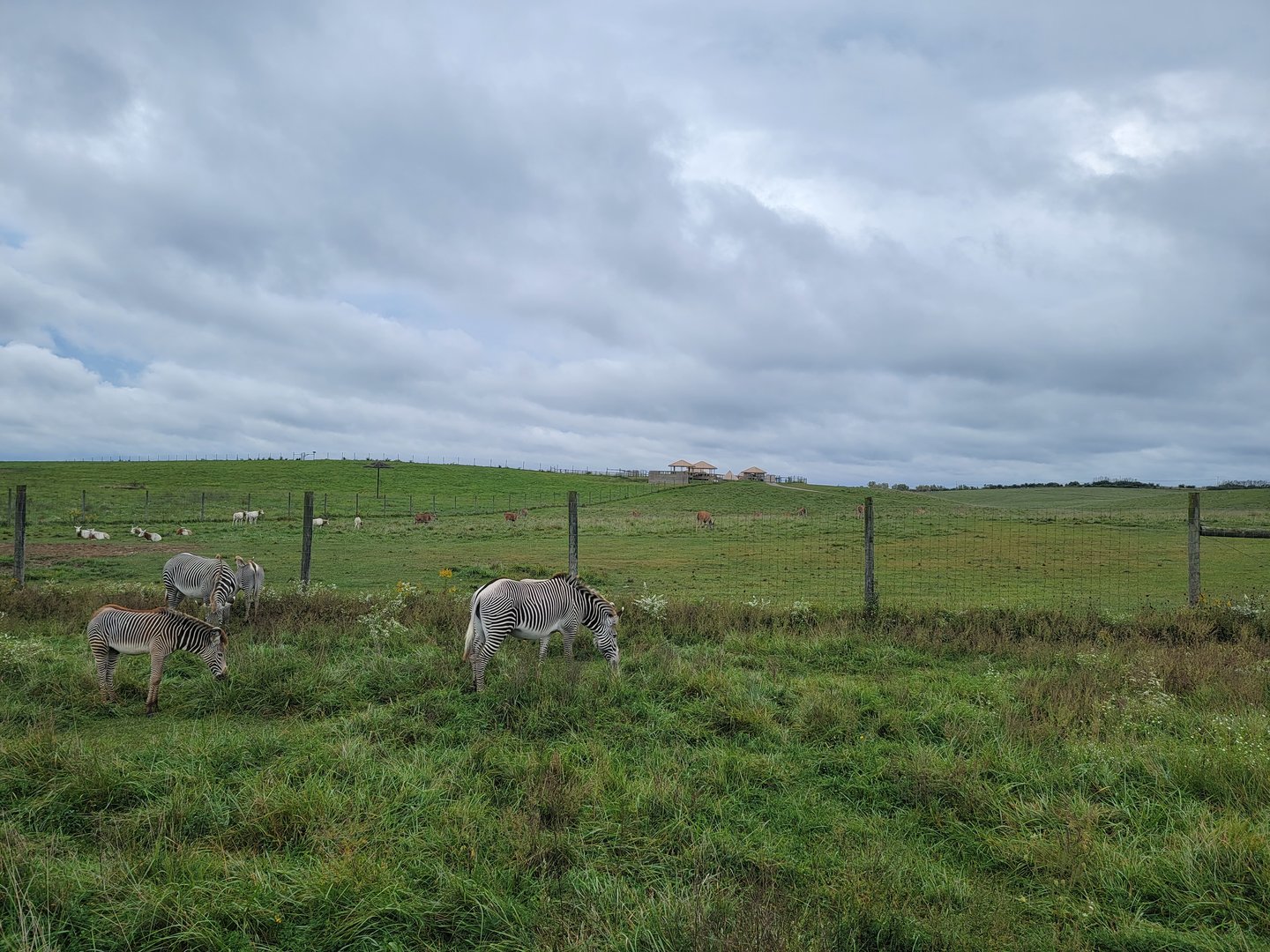 The Wilds - Grevy's zebra with 2 foals, scimitar oryxes and common elands in background