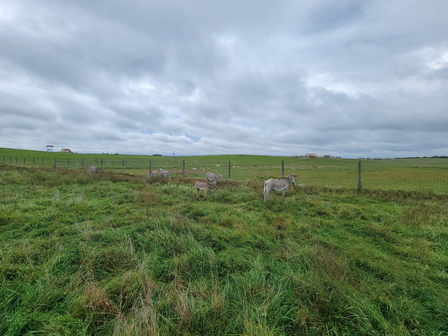 The Wilds - Grevy's zebra with 2 foals, scimitar oryxes and common elands in background