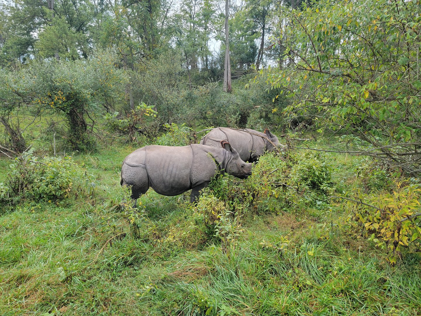 The Wilds - Indian rhinos
