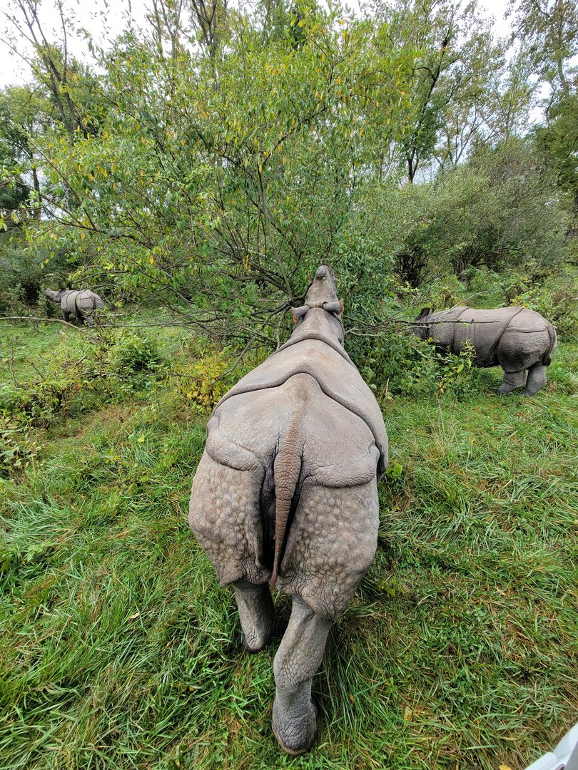 The Wilds - Indian rhinos