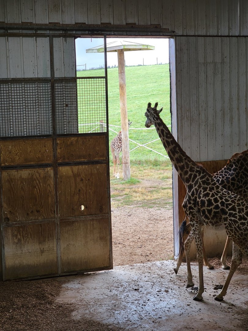 The Wilds - Masai giraffe calf outside, hiding from us :D