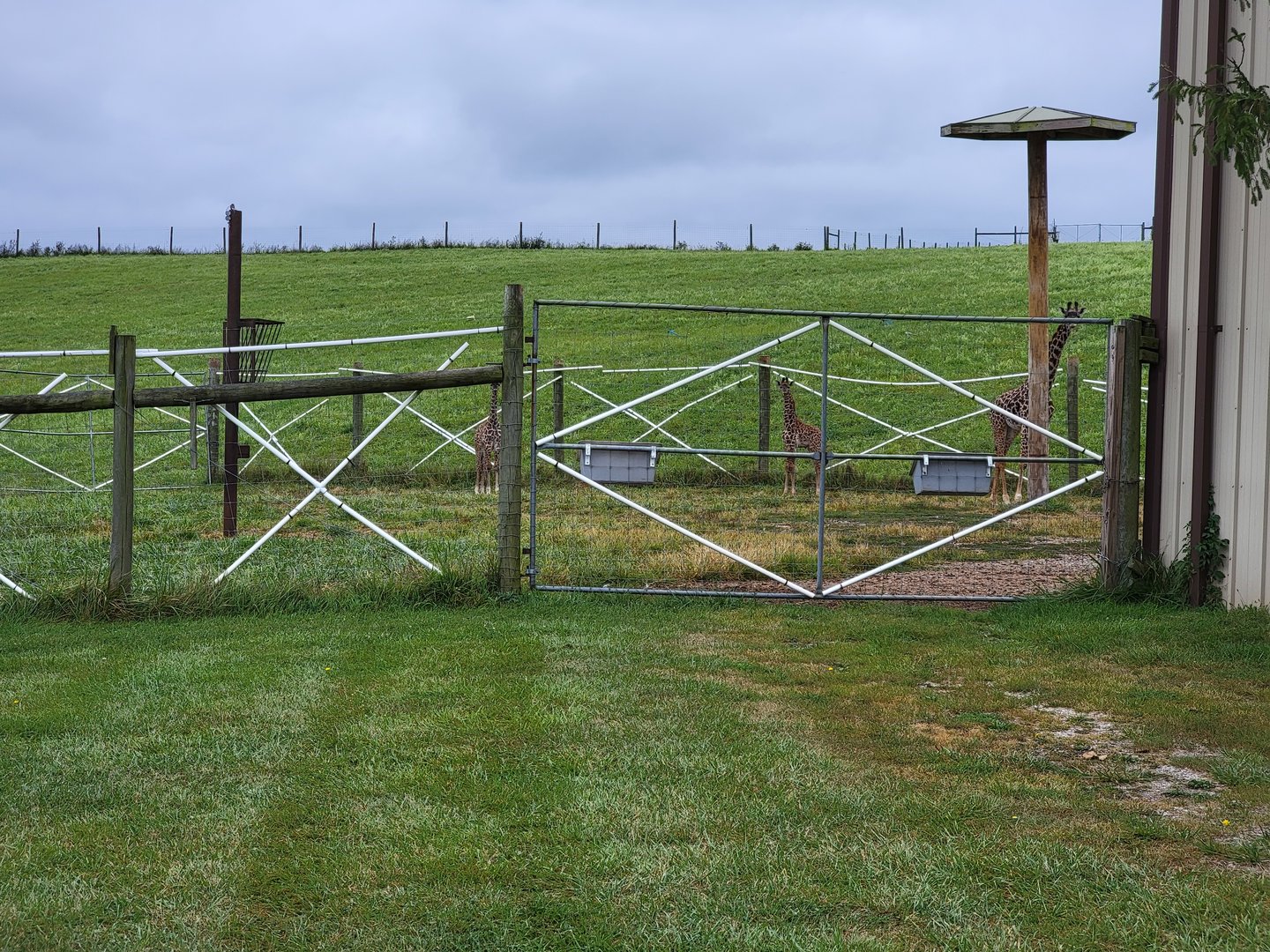 The Wilds - Masai giraffe calves hiding outside